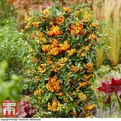 Pyracantha Coccinea 'Star' Duo -Garden Plants Shop pyra sun3