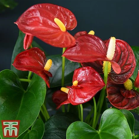 Anthurium Aqua Red In Sierglass 4 Anthurium Aqua Red In Sierglass - Image 2
