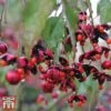 Euonymus Europaeus 'Red Cascade' -Garden Plants Shop redcas
