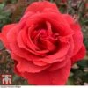 Rose 'Fragrant Cloud' (Hybrid Tea Rose) -Garden Plants Shop rose frag