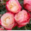 Rose 'Nostalgia' (Hybrid Tea Rose) -Garden Plants Shop rose nost