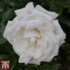 Rose 'Silver Anniversary' (Hybrid Tea Rose) -Garden Plants Shop rose silver