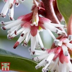 Sarcococca Hookeriana 'Winter Gem' -Garden Plants Shop s2TM