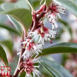 Sarcococca Hookeriana 'Winter Gem' -Garden Plants Shop s3TM