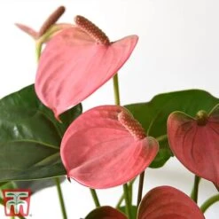 Anthurium Aqua Salmon In Sierglass -Garden Plants Shop salmon21