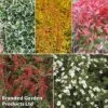 Super Saver Shrub Mix 2 Super Saver Shrub Mix -Garden Plants Shop shrub coll
