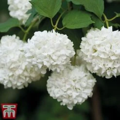 Viburnum Duo 10 Viburnum Duo -Garden Plants Shop snow4