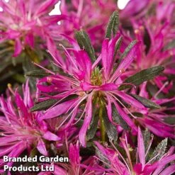 Azalea 'Starstyle Lilac' 16 Azalea 'Starstyle Lilac' -Garden Plants Shop starlilac4