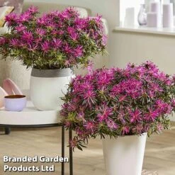 Azalea 'Starstyle Lilac' 14 Azalea 'Starstyle Lilac' -Garden Plants Shop starlilac6