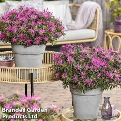 Azalea 'Starstyle Lilac' 15 Azalea 'Starstyle Lilac' -Garden Plants Shop starlilac7