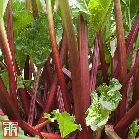 Rhubarb 'Sanvitos® Summer' 4 Rhubarb 'Sanvitos® Summer' - Image 2