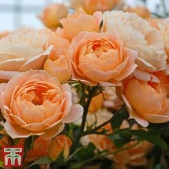 Rose 'Sweetie' (Patio Rose Standard) -Garden Plants Shop sweet3