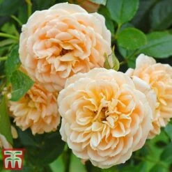 Rose 'Sweetie' (Patio Rose Standard) -Garden Plants Shop sweet31
