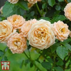 Rose 'Sweetie' (Patio Rose Standard) -Garden Plants Shop sweet4
