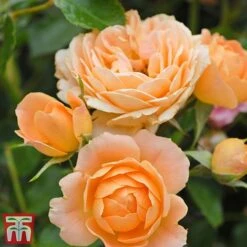 Rose 'Sweetie' (Patio Rose Standard) -Garden Plants Shop sweet5