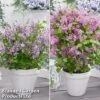 Syringa Flowerfesta® Duo -Garden Plants Shop syri duo2