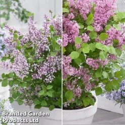 Syringa Flowerfesta® Duo -Garden Plants Shop syri duo3