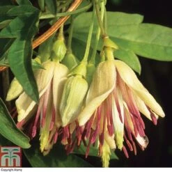 Clematis Napaulensis -Garden Plants Shop t13919 AD62B7FD 9DF9 C981 E310855DB2E67104