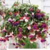 Fuchsia Trailing Pre-Planted Basket -Garden Plants Shop t71198 B161DB03 DA62 2AF9 7A480C98A630055D