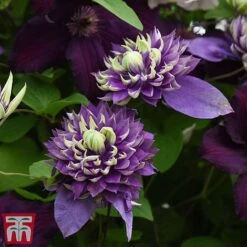 Clematis Florida 'Taiga' -Garden Plants Shop taig4