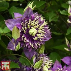 Clematis Florida 'Taiga' -Garden Plants Shop taiga