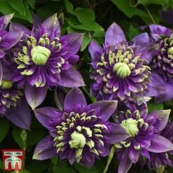 Clematis Florida 'Taiga' -Garden Plants Shop taiga3