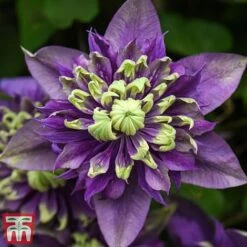 Clematis Florida 'Taiga' -Garden Plants Shop taiga5