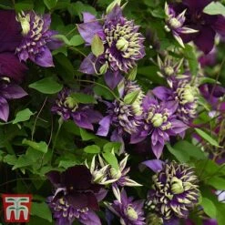 Clematis Florida 'Taiga' -Garden Plants Shop taiga6