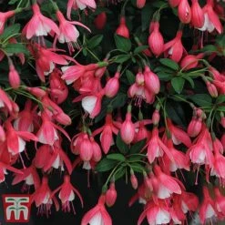 Fuchsia 'Lady Thumb' (Hardy) -Garden Plants Shop thumb