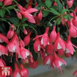 Fuchsia 'Lady Thumb' (Hardy) -Garden Plants Shop thumb2