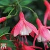 Fuchsia 'Lady Thumb' (Hardy) -Garden Plants Shop thumb3