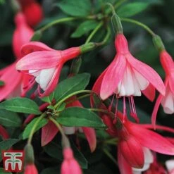 Fuchsia 'Lady Thumb' (Hardy) -Garden Plants Shop thumb4