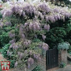 Wisteria Sinensis -Garden Plants Shop tmw