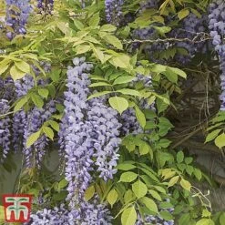 Wisteria Sinensis -Garden Plants Shop tmw6