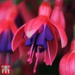 Fuchsia 'Tom Thumb' (Hardy) -Garden Plants Shop tom