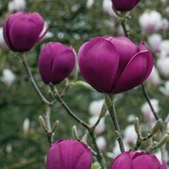 Magnolia 'Black Tulip' -Garden Plants Shop tulip3