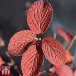 Viburnum Plicatum F. Tomentosum -Garden Plants Shop vibu gran