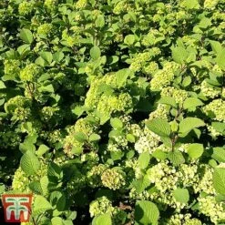 Viburnum Plicatum F. Tomentosum -Garden Plants Shop vibu granno