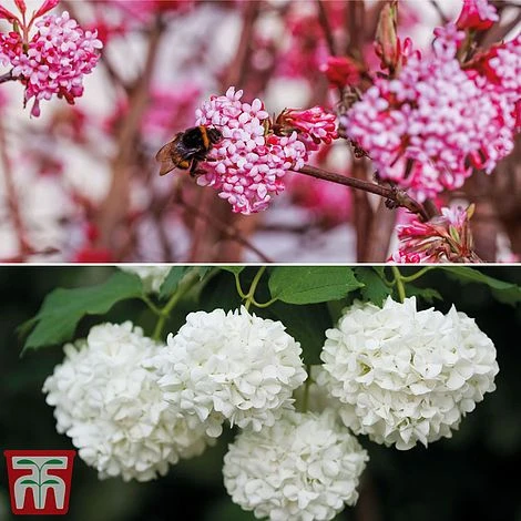 Viburnum Duo 3 Viburnum Duo