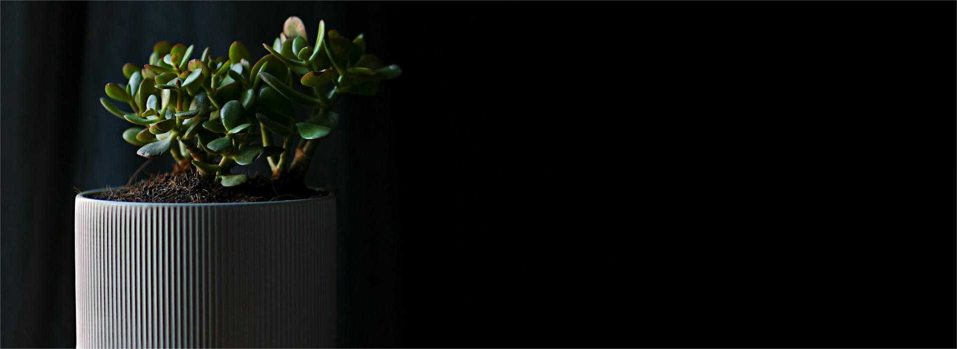 Garden Plants Shop -Garden Plants Shop victor furtuna PUm6SDNRPEo unsplash