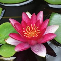 Water Lily Red With Pond Basket -Garden Plants Shop water red NOW1