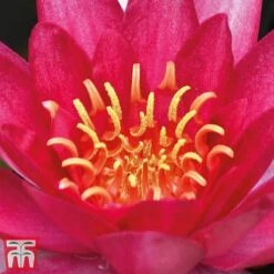 Water Lily Red With Pond Basket -Garden Plants Shop water red21