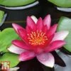 Water Lily Red With Pond Basket 2 Water Lily Red With Pond Basket -Garden Plants Shop water red3