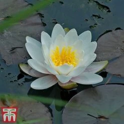 Water Lily White With A Pond Basket -Garden Plants Shop water white22