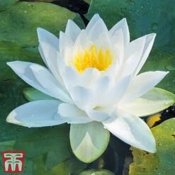 Water Lily White With A Pond Basket -Garden Plants Shop water white3