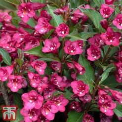 Weigela 'Towers Of Flowers'&reg; Duo -Garden Plants Shop weig ch2
