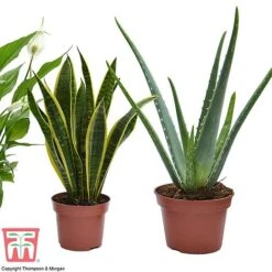 Wellbeing Collection -Garden Plants Shop well3