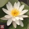 Water Lily White With A Pond Basket 1 Water Lily White With A Pond Basket -Garden Plants Shop white5