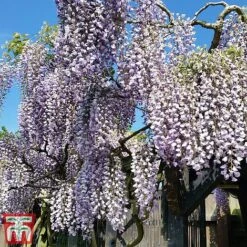 Wisteria Sinensis 'Prolific' -Garden Plants Shop wist2