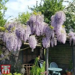 Wisteria Sinensis 'Prolific' -Garden Plants Shop wist3